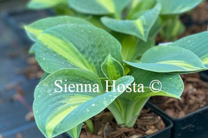 Hosta 'Chain Lightning'