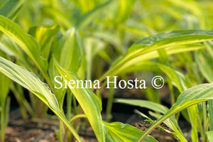 Hosta 'Cherry Berry'