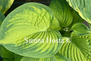 Hosta 'Brother Stefan'