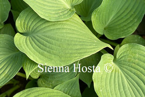 Hosta 'Blue Angel'