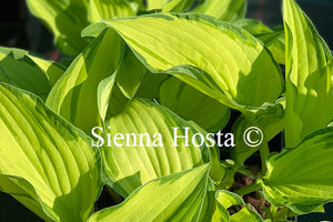 Hosta fortunei var. 'Albopicta'