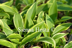 Hosta 'Firefly'