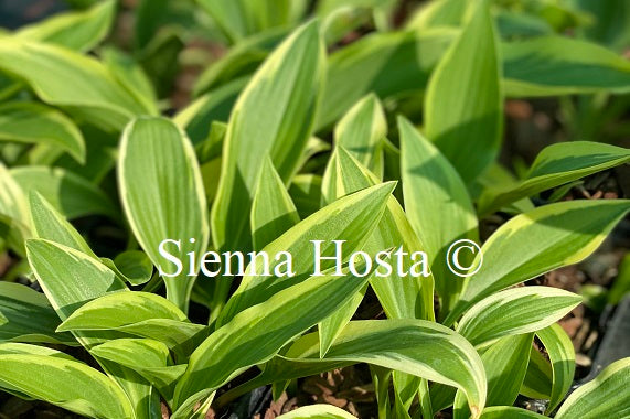 Hosta 'Firefly'