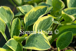 Hosta 'Frosted Frolic'