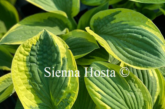 Hosta 'Foxfire Night Skye'