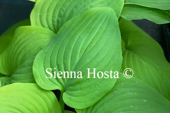 Hosta 'Fried Bananas'