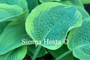 Hosta 'Flemish Master'