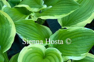 Hosta 'Fragrant Surprise'