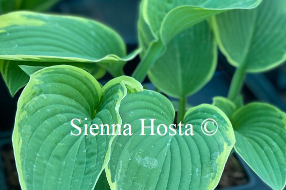 Hosta 'Fringe Benefit'