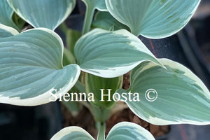 Hosta 'Fragrant Blue Ribbons'