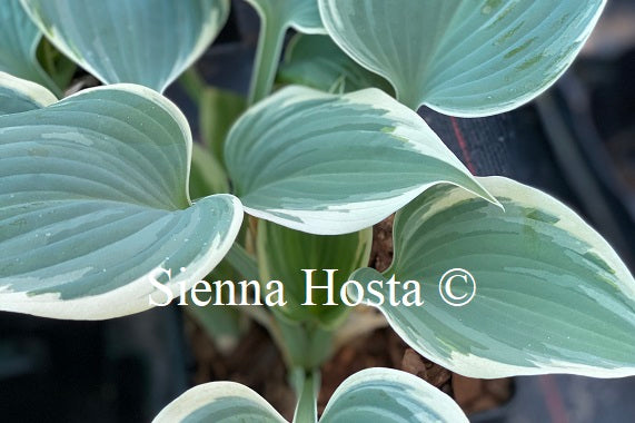 Hosta 'Fragrant Blue Ribbons'