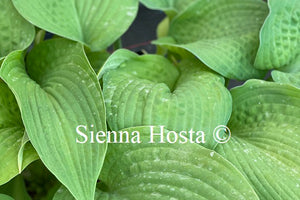 Hosta 'Garden Party'