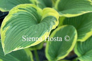 Hosta 'Glacial Towers'