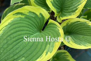 Hosta 'Glacial Towers'