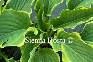 Hosta 'Gone with the Wind'