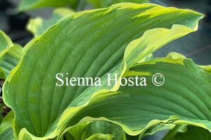 Hosta 'Gone with the Wind'