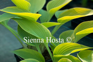 Hosta 'Good Times'