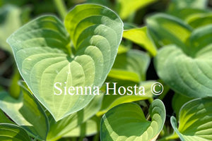 Hosta 'Goldrush'