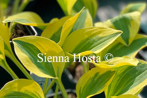 Hosta 'Grand Prize'