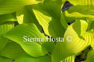 Hosta 'Gold Haze'