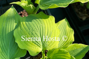 Hosta 'Goodness Gracious'