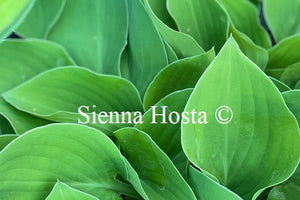 Hosta Honeymoon