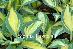 Hosta 'High Society'