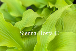 Hosta 'Hadspen Samphire'