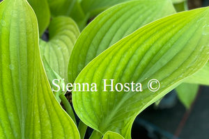 Hosta Hot Air Balloon