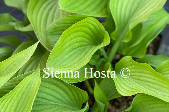 Hosta Hot Air Balloon