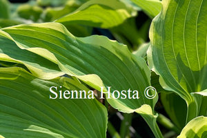 Hosta 'Happy Valley'