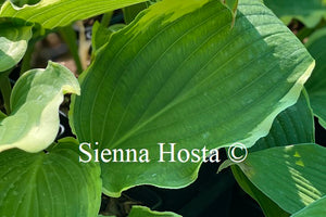 Hosta 'Happy Valley'