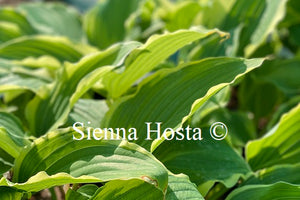 Hosta 'Happy Valley'