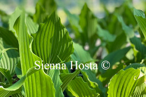 Hosta 'Jaws'