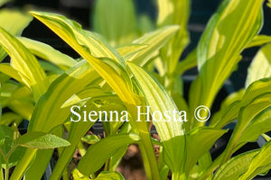 Hosta 'Kabitan'