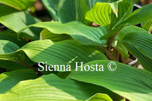 Hosta 'Katsuragawa Beni'