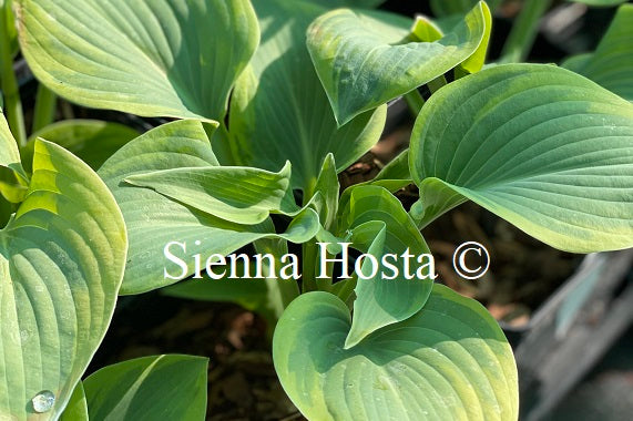 Hosta 'Katie Q'