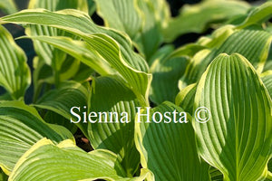 Hosta 'Kalamazoo'