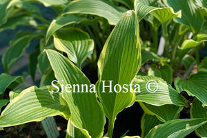 Hosta 'Kalamazoo'