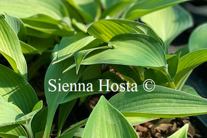 Hosta 'Katherine Lewis'