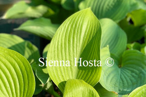 Hosta Key West