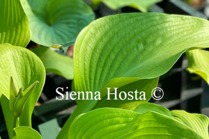 Hosta Key West