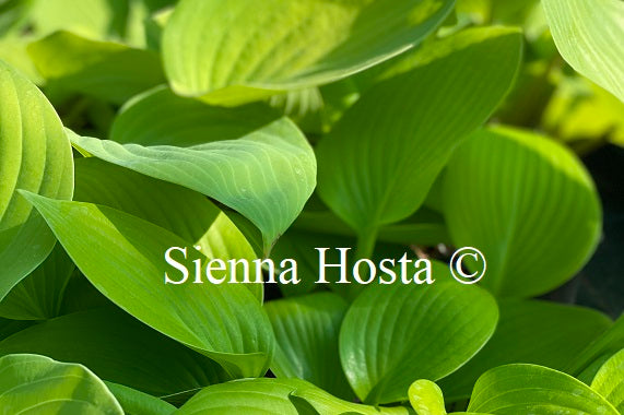 Hosta Limetini