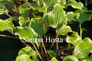 Hosta Lady Luck