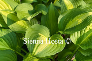 Hosta 'Lakeside Spellbinder'