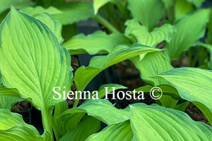 Hosta 'Lady Guinevere'