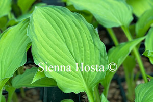 Hosta 'Lady Guinevere'