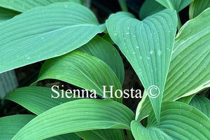 Hosta longipes f. hypoglauca