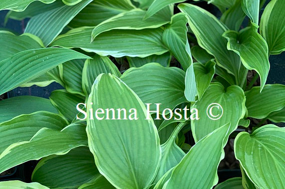 Hosta Louie Louie