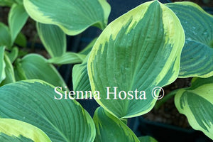 Hosta Lakeside Roy El